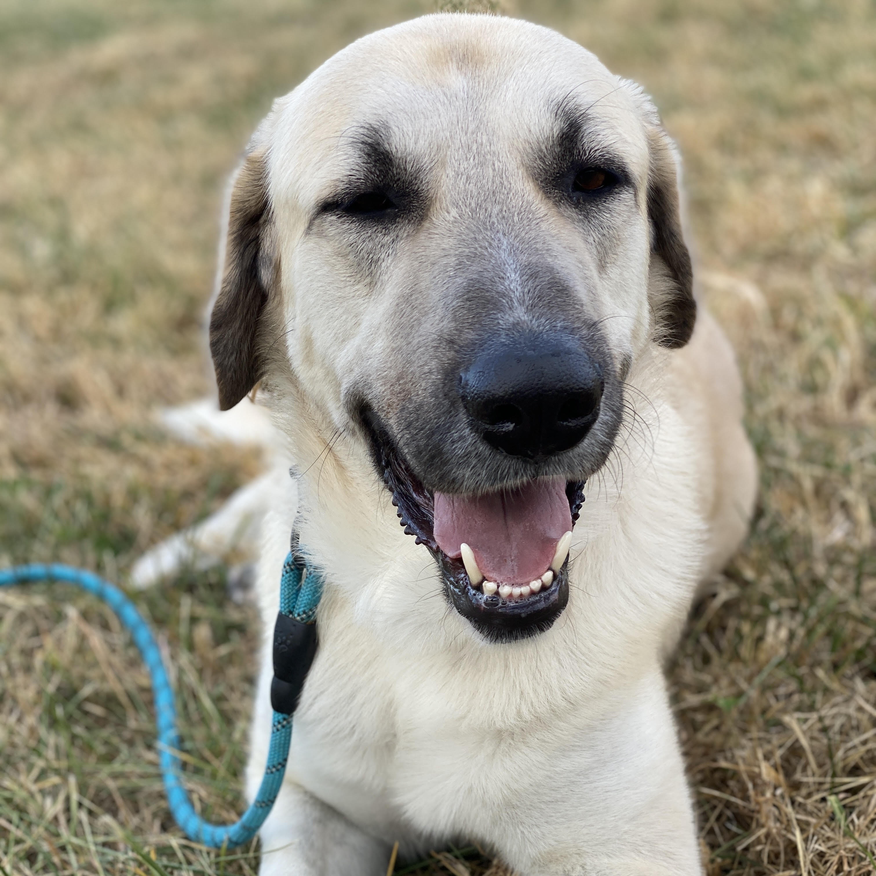Clyde, an adoptable Anatolian Shepherd in Kansas City, MO, 64157 | Photo Image 1