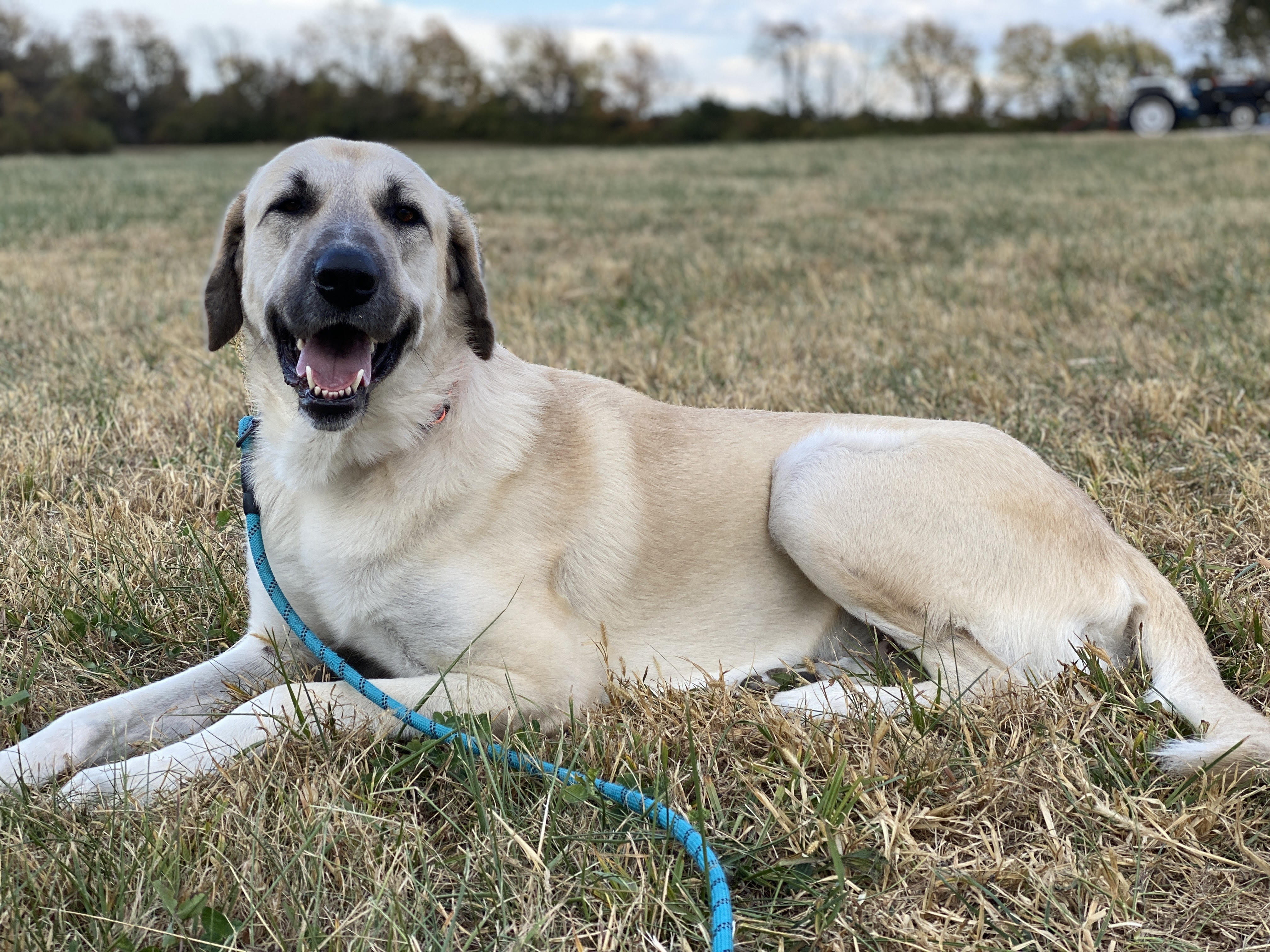 Clyde, an adoptable Anatolian Shepherd in Kansas City, MO, 64157 | Photo Image 2