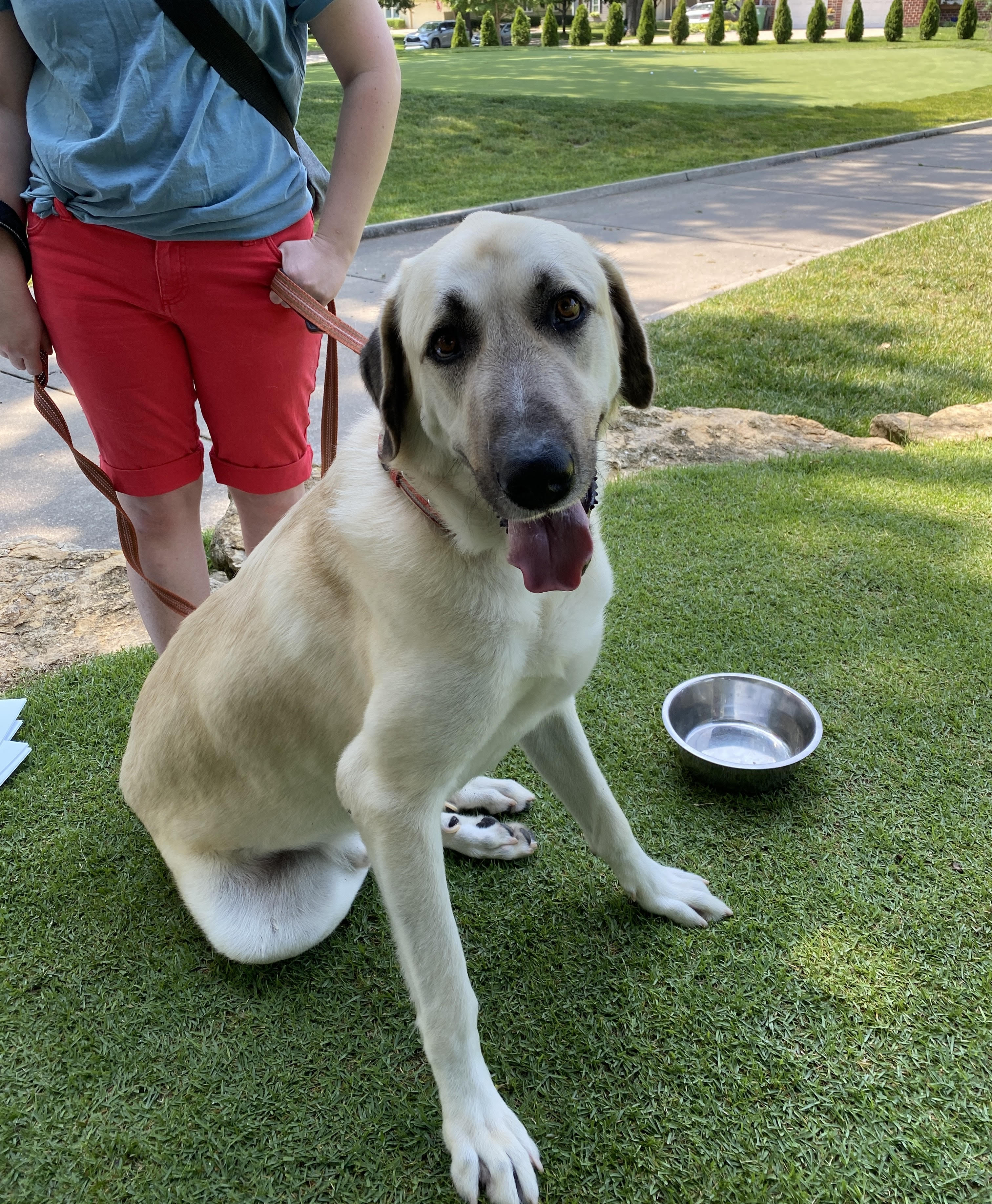 Clyde, an adoptable Anatolian Shepherd in Kansas City, MO, 64157 | Photo Image 3