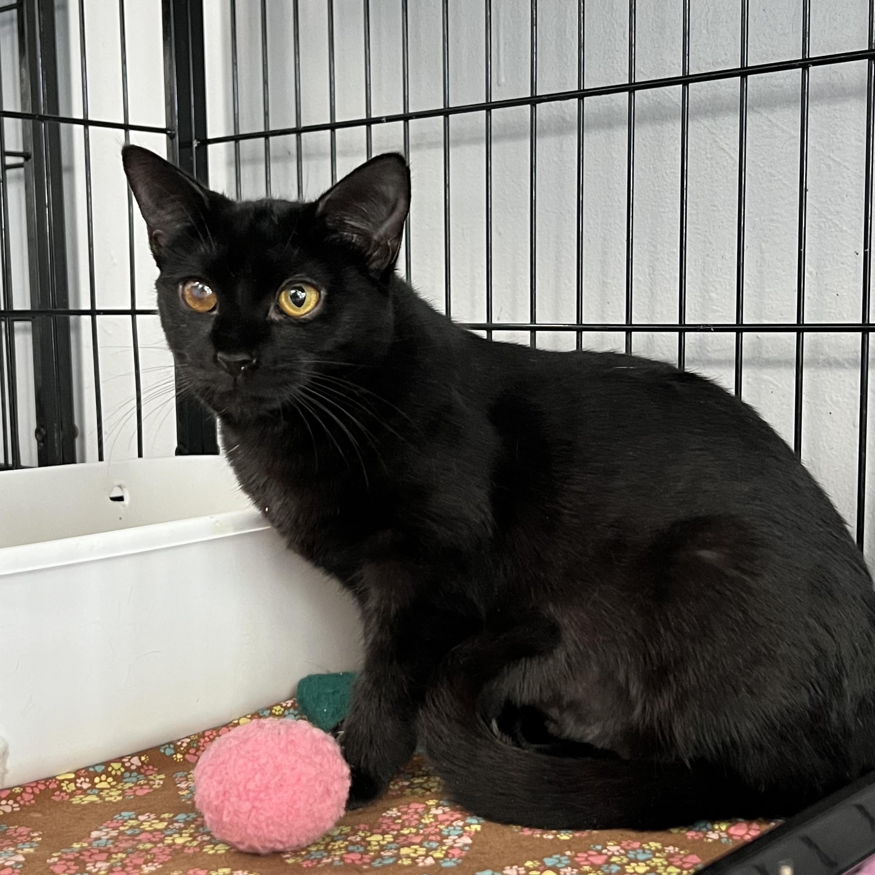 Dash, Adoptable, Young Female Domestic Short Hair.
