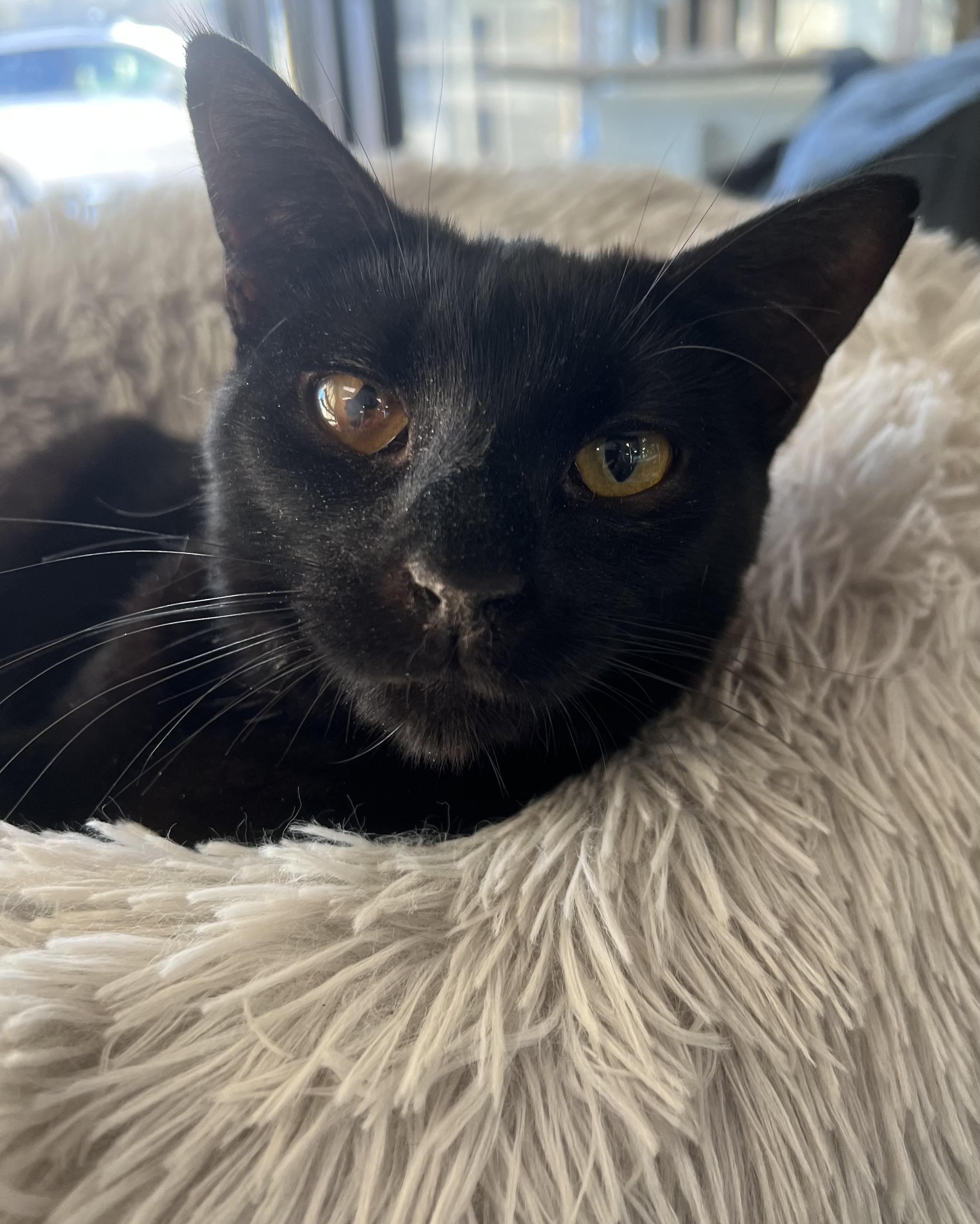 Dash, a Adoptable Domestic Short Hair in Johnston, RI image 3/6