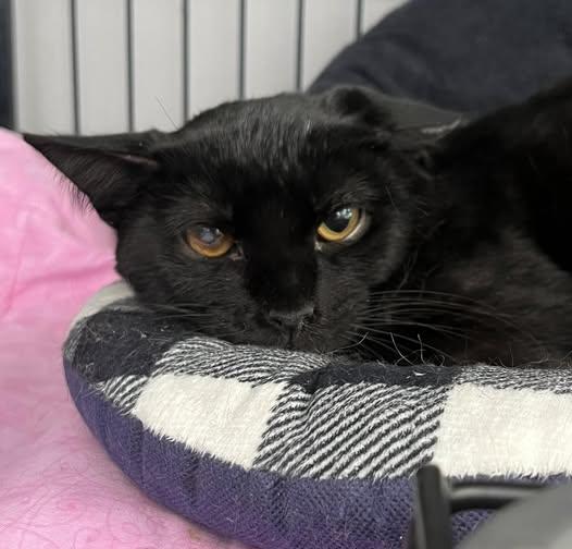 Dash, a Adoptable Domestic Short Hair in Johnston, RI image 2/3