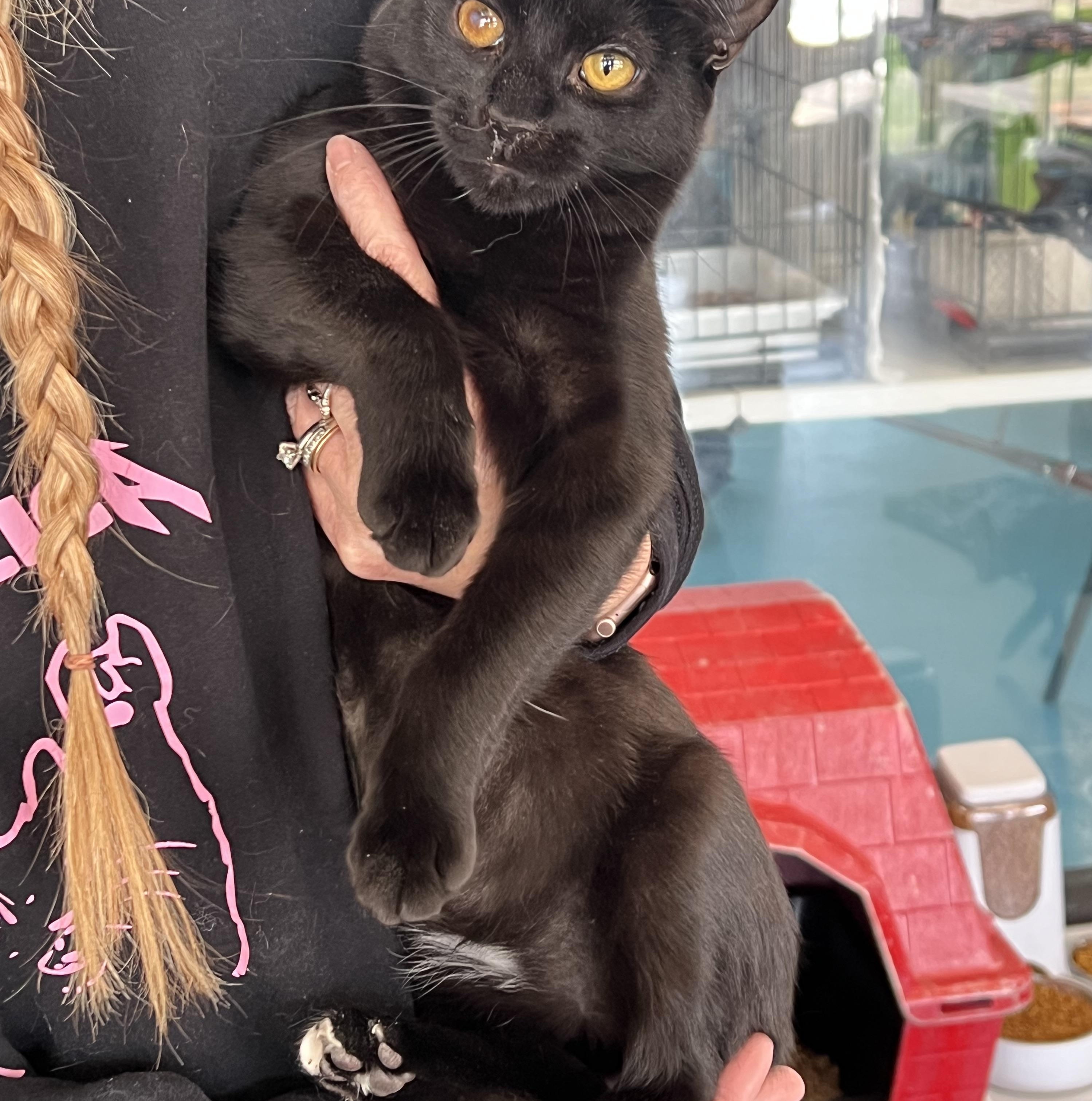 Dash, a Adoptable Domestic Short Hair in Johnston, RI image 2/6