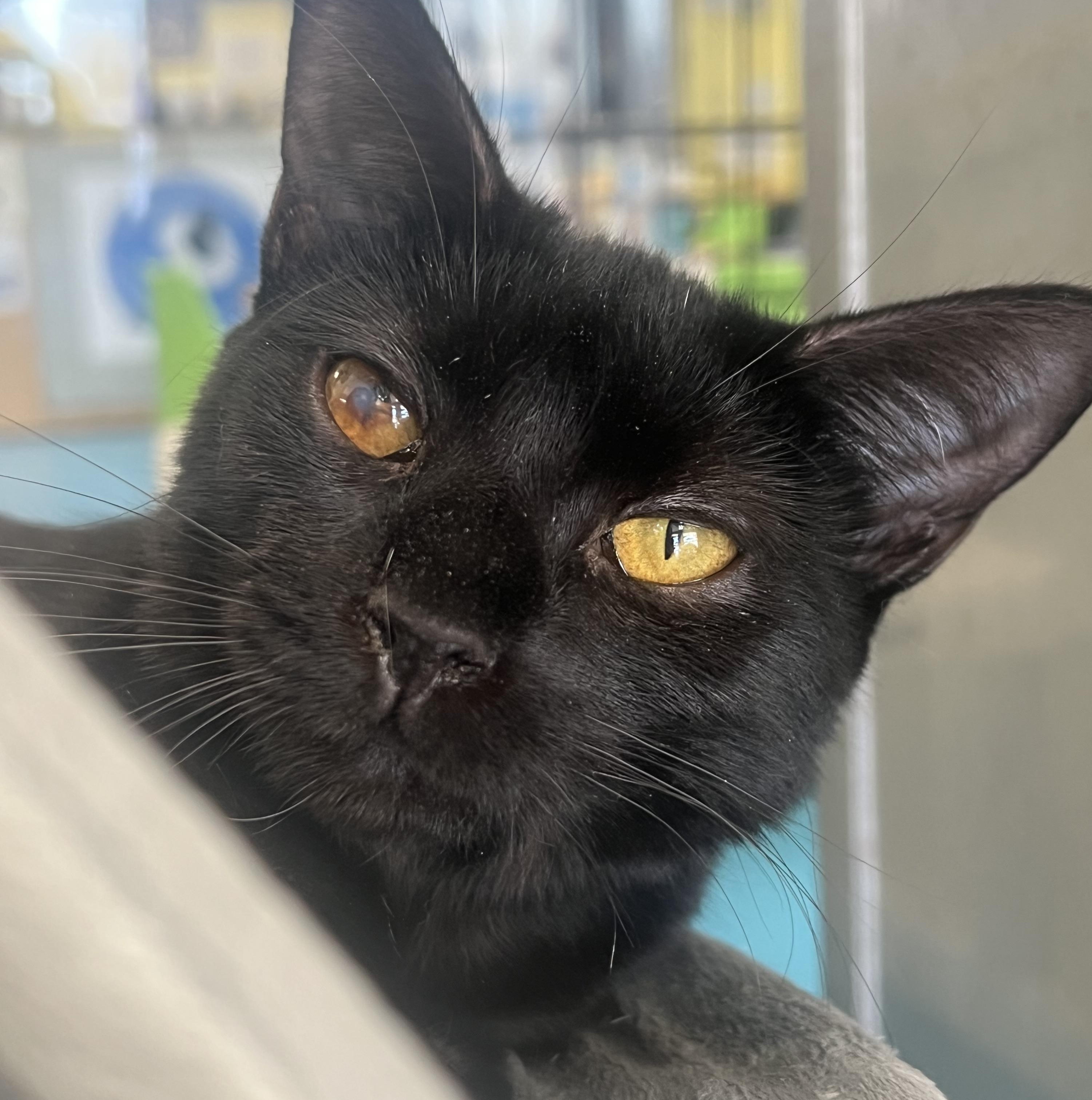 Enlarge Dash, a Adoptable Domestic Short Hair in Johnston, RI image 2/5