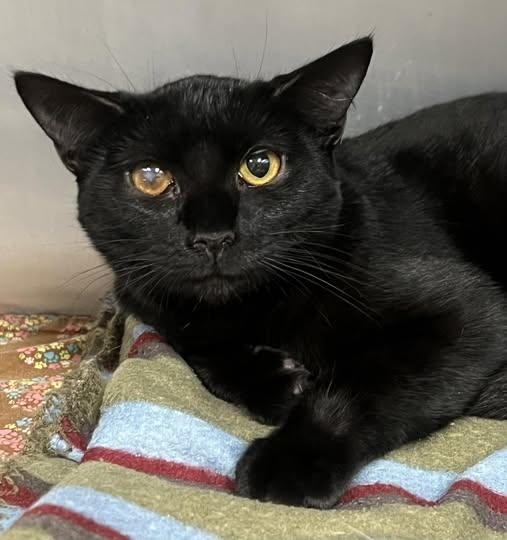 Dash, a Adoptable Domestic Short Hair in Johnston, RI image 3/3