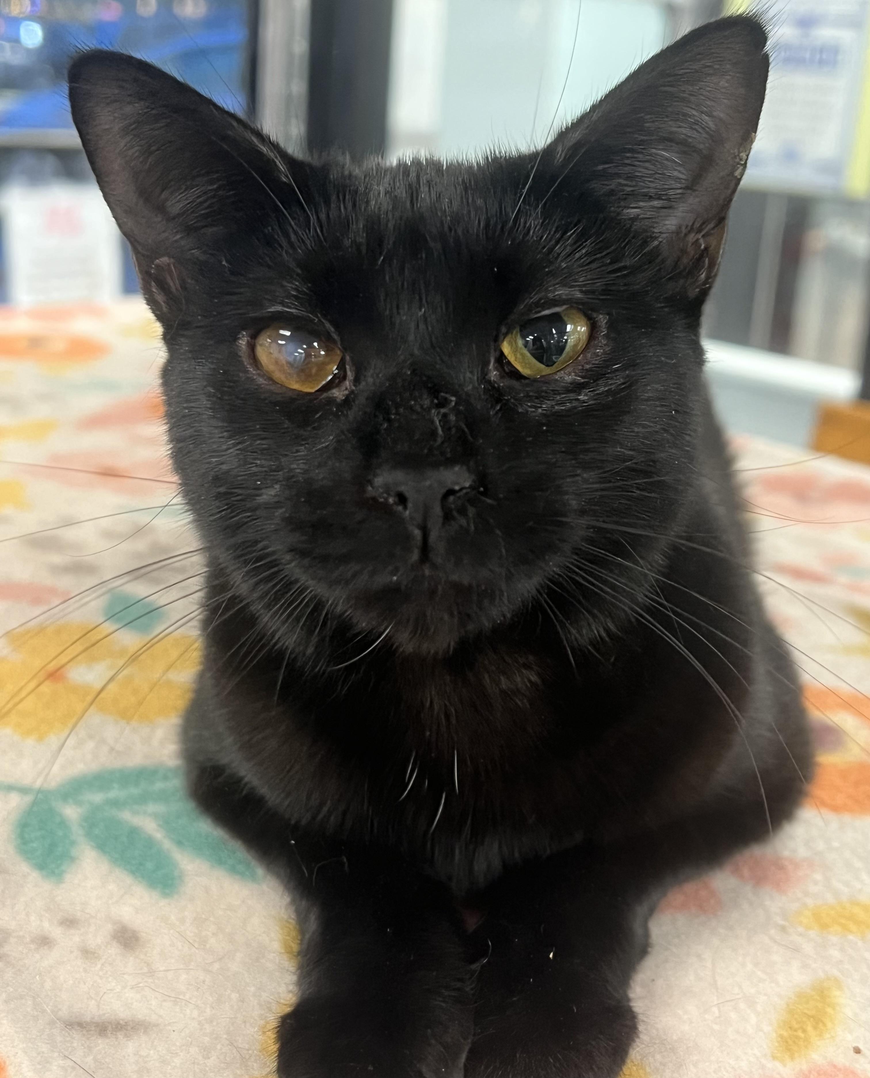 Dash, Adoptable, Young Female Domestic Short Hair.