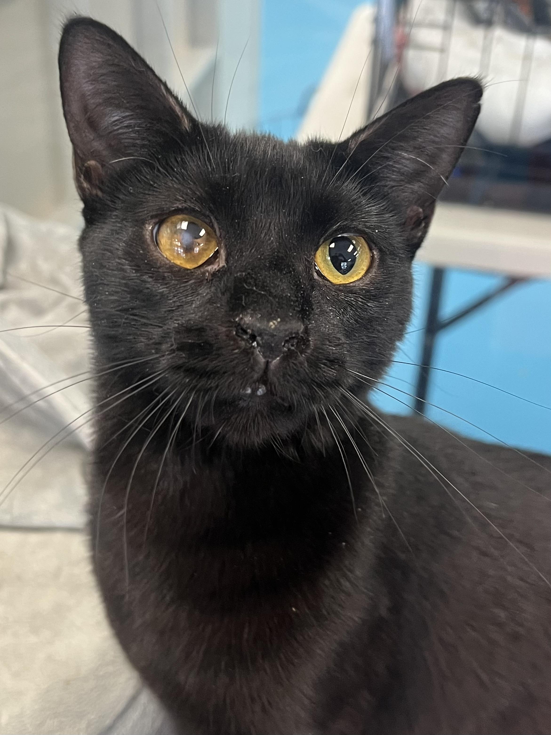 Dash, a Adoptable Domestic Short Hair in Johnston, RI image 6/6