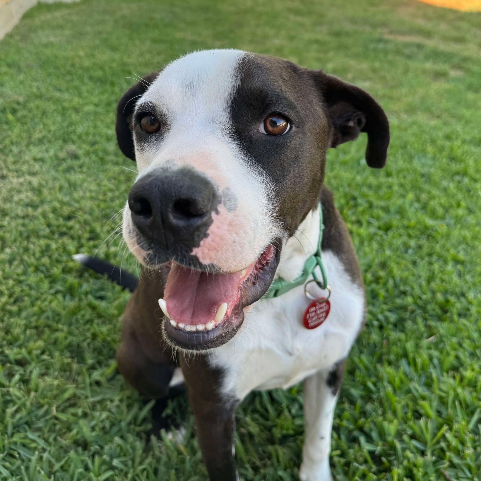 Dog for adoption - Apollo, an American Staffordshire Terrier in ...