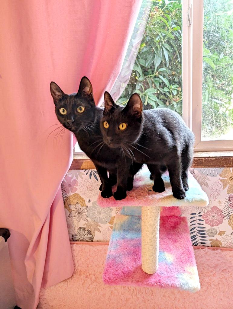 Marionberry Pie and Elsa. (Bonded pair)