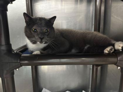 Jackie, Adoptable, Adult Male Domestic Short Hair & Domestic Short Hair.
