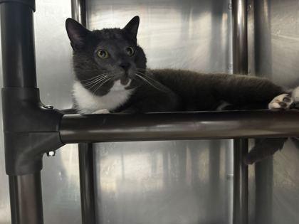 Enlarge Jackie, a Adoptable mixed breed in Sevierville, TN image 2/2