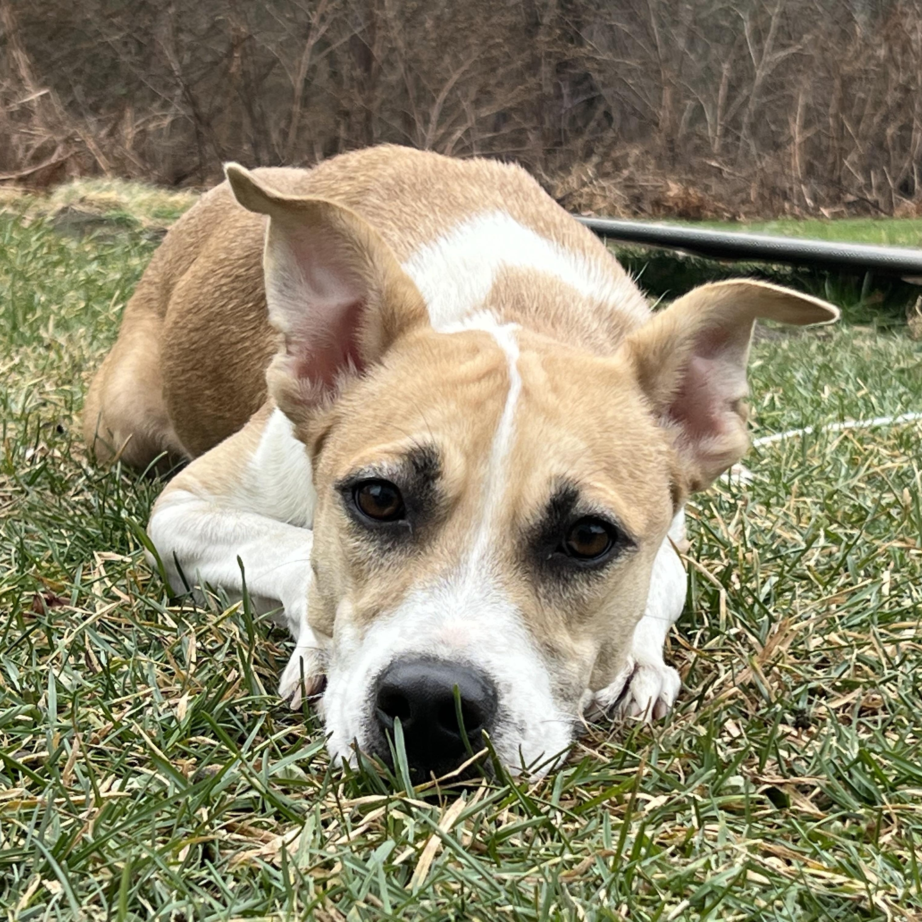 Cashew, an adoptable Hound, American Staffordshire Terrier in Griswold, CT, 06351 | Photo Image 1