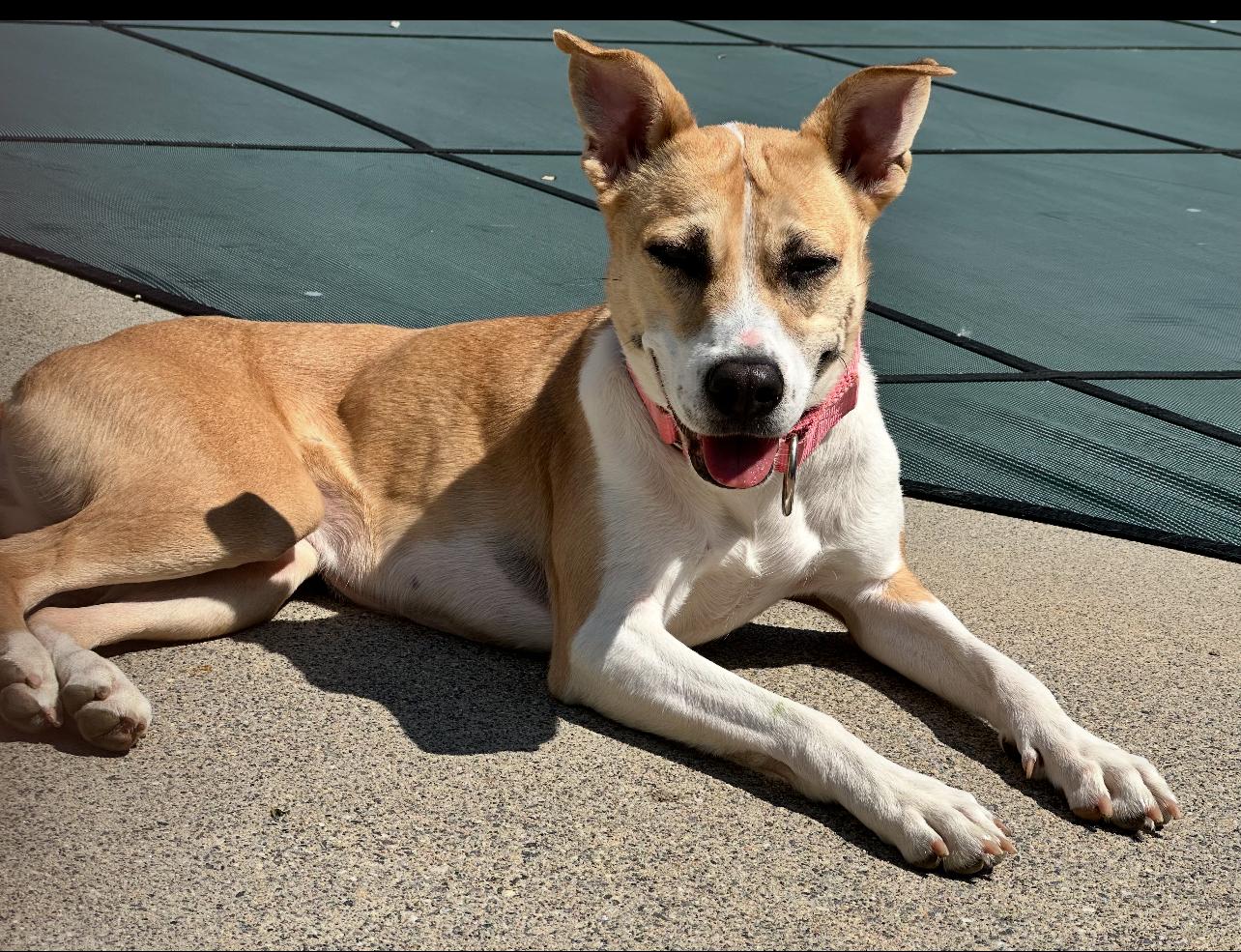 Cashew, an adoptable Hound, American Staffordshire Terrier in Griswold, CT, 06351 | Photo Image 4
