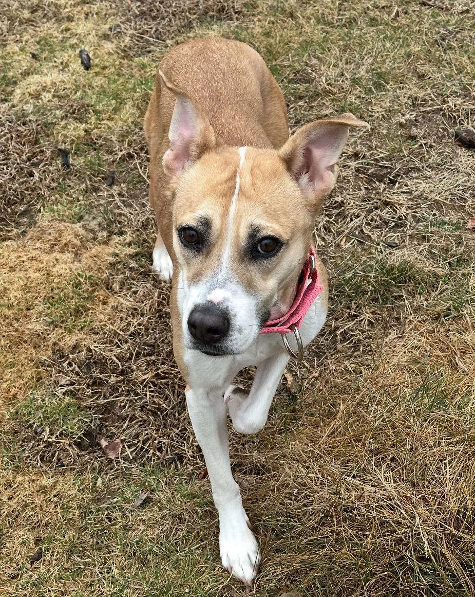 Cashew, an adoptable Hound, American Staffordshire Terrier in Griswold, CT, 06351 | Photo Image 2