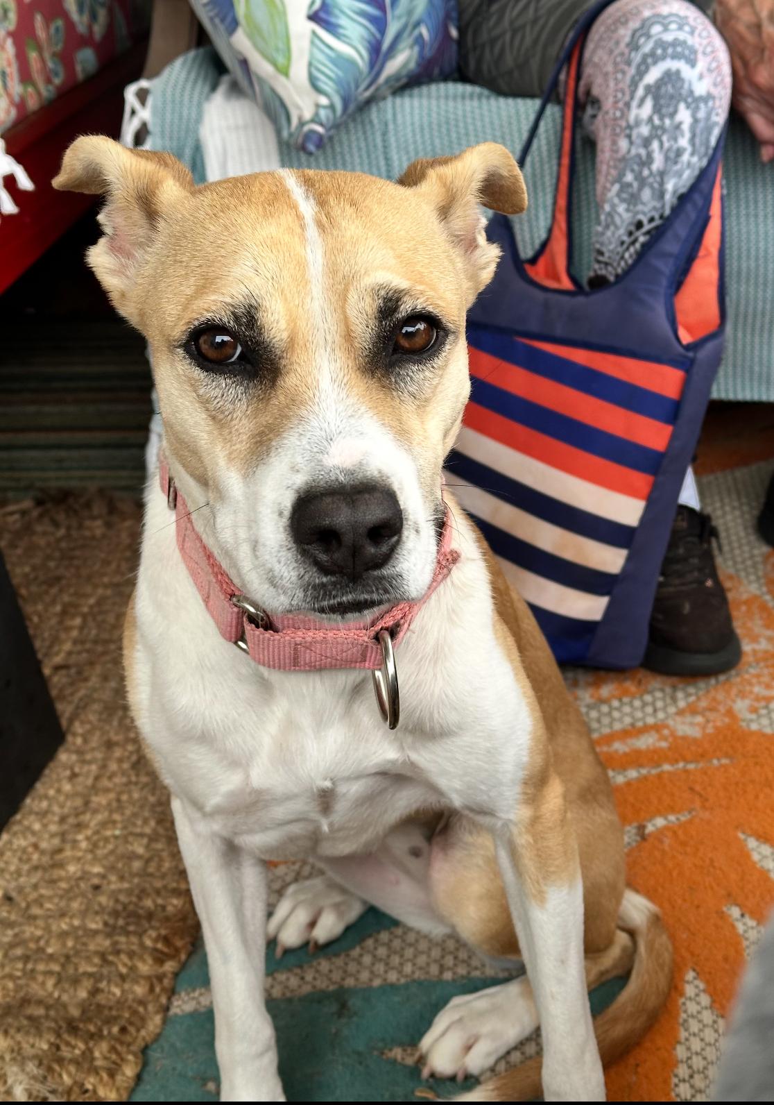 Cashew, an adoptable Hound, American Staffordshire Terrier in Griswold, CT, 06351 | Photo Image 3