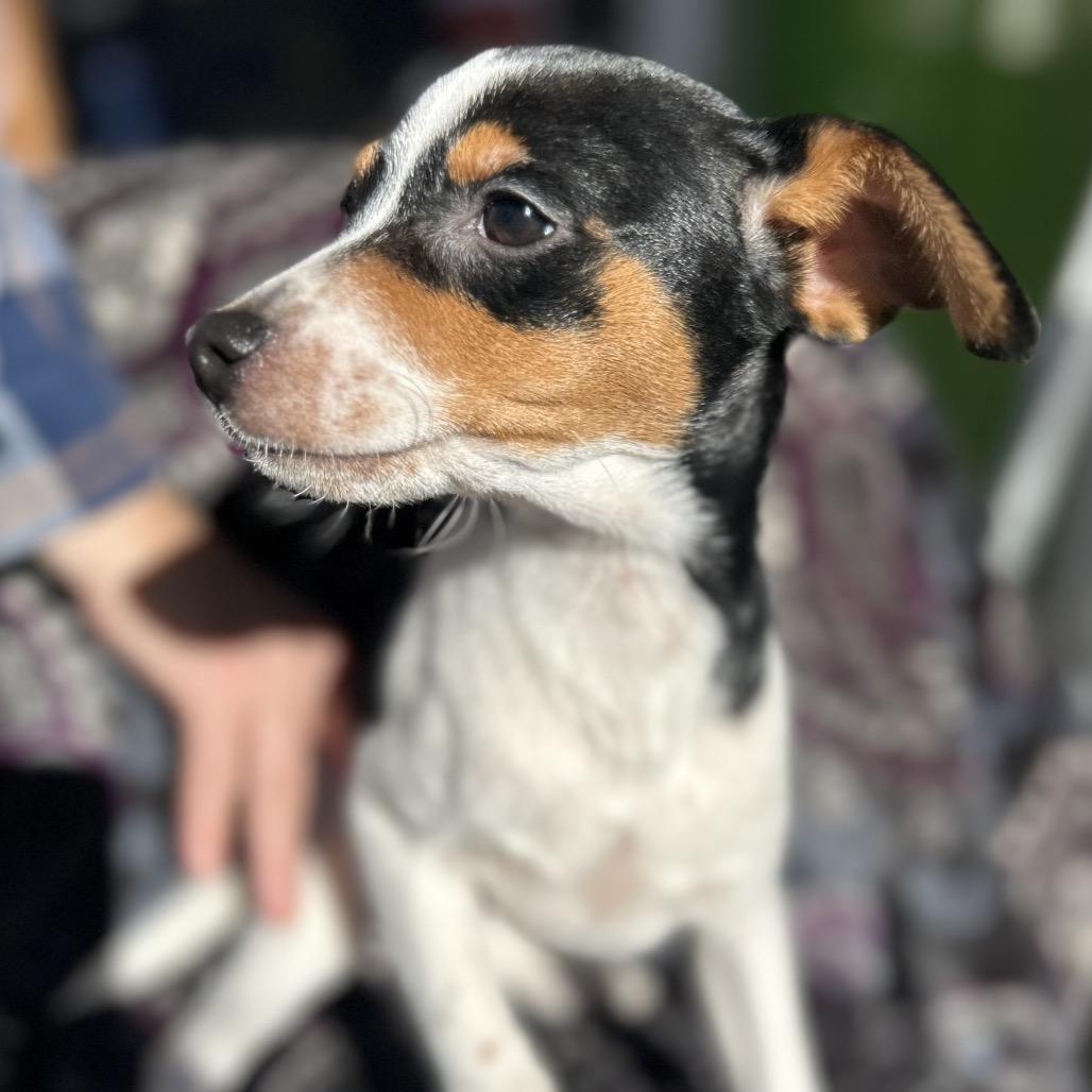 Pez, Adoptable, Puppy Male Dachshund & Mixed Breed.