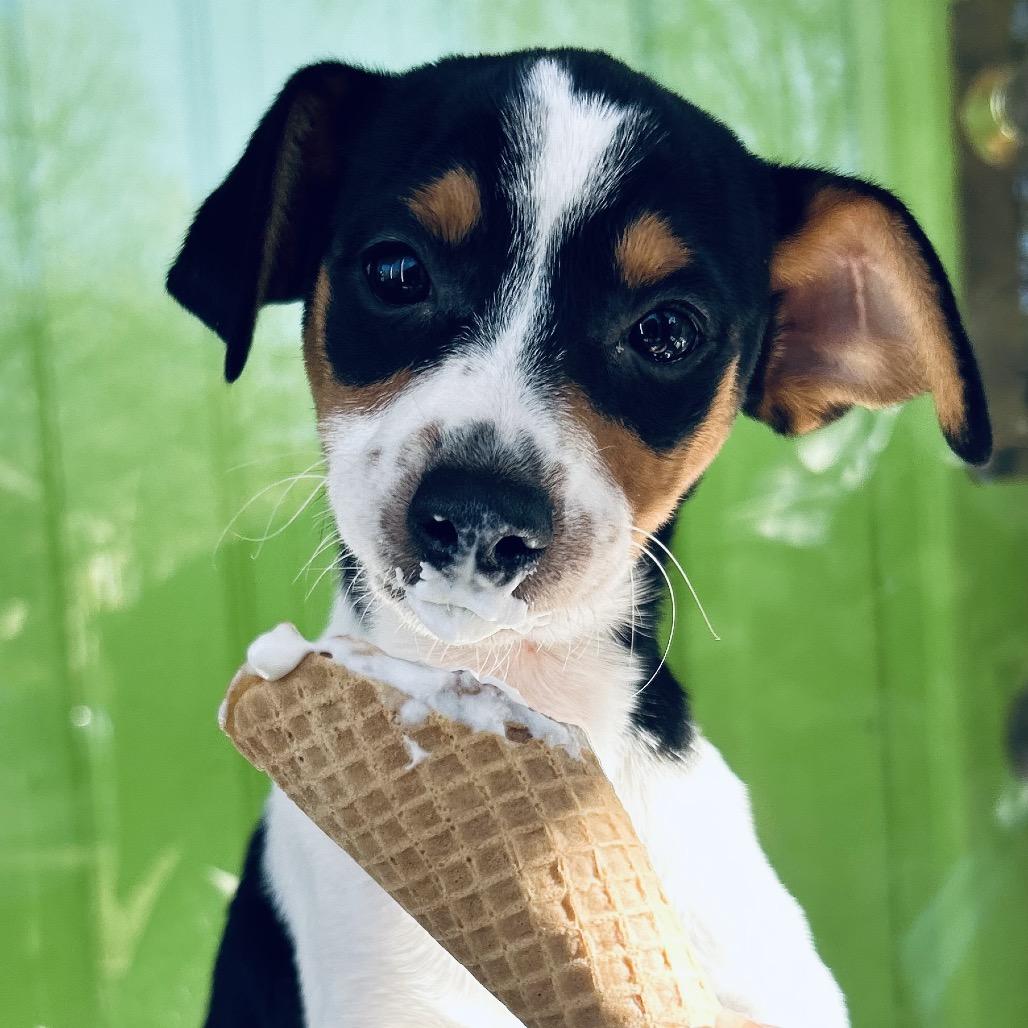 Pez, a Adoptable mixed breed in Kansas City, MO image 2/3