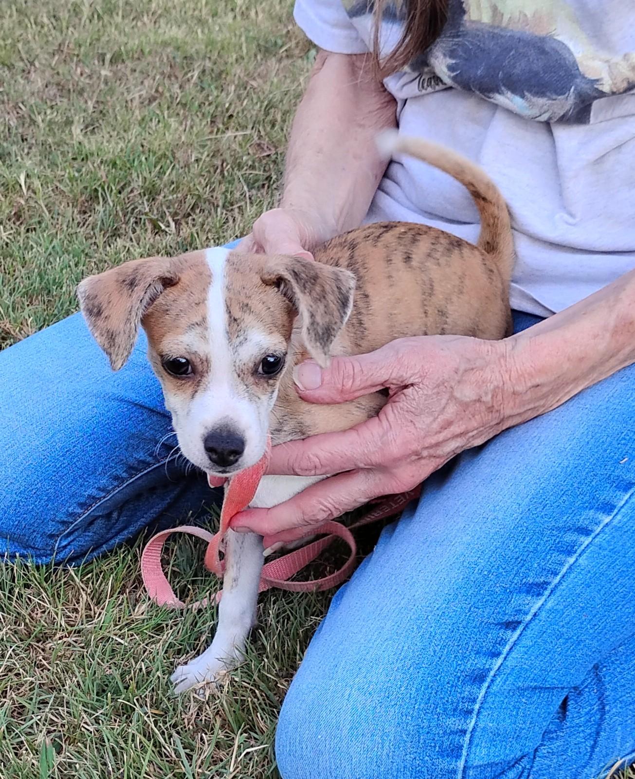 Marble, ADOPTABLE, Puppy Female Boston Terrier & Chihuahua.