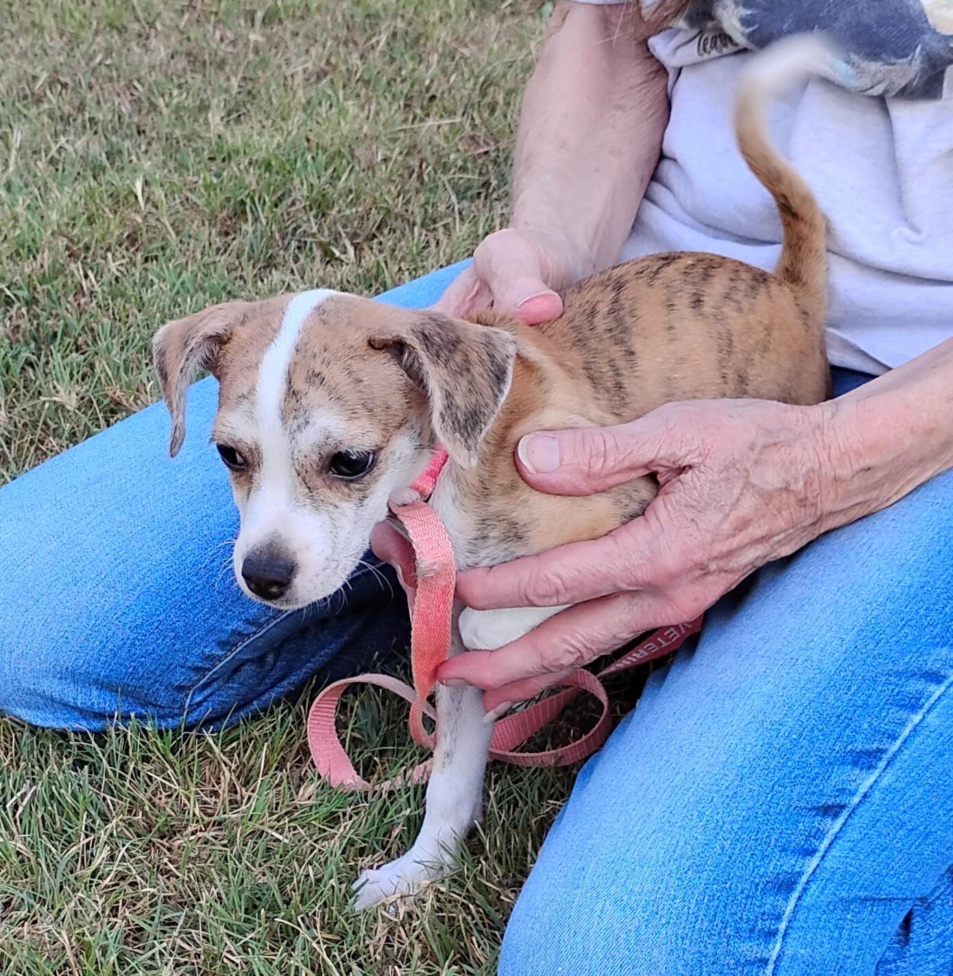 Enlarge Marble, a ADOPTABLE mixed breed in Sulphur, OK image 3/6