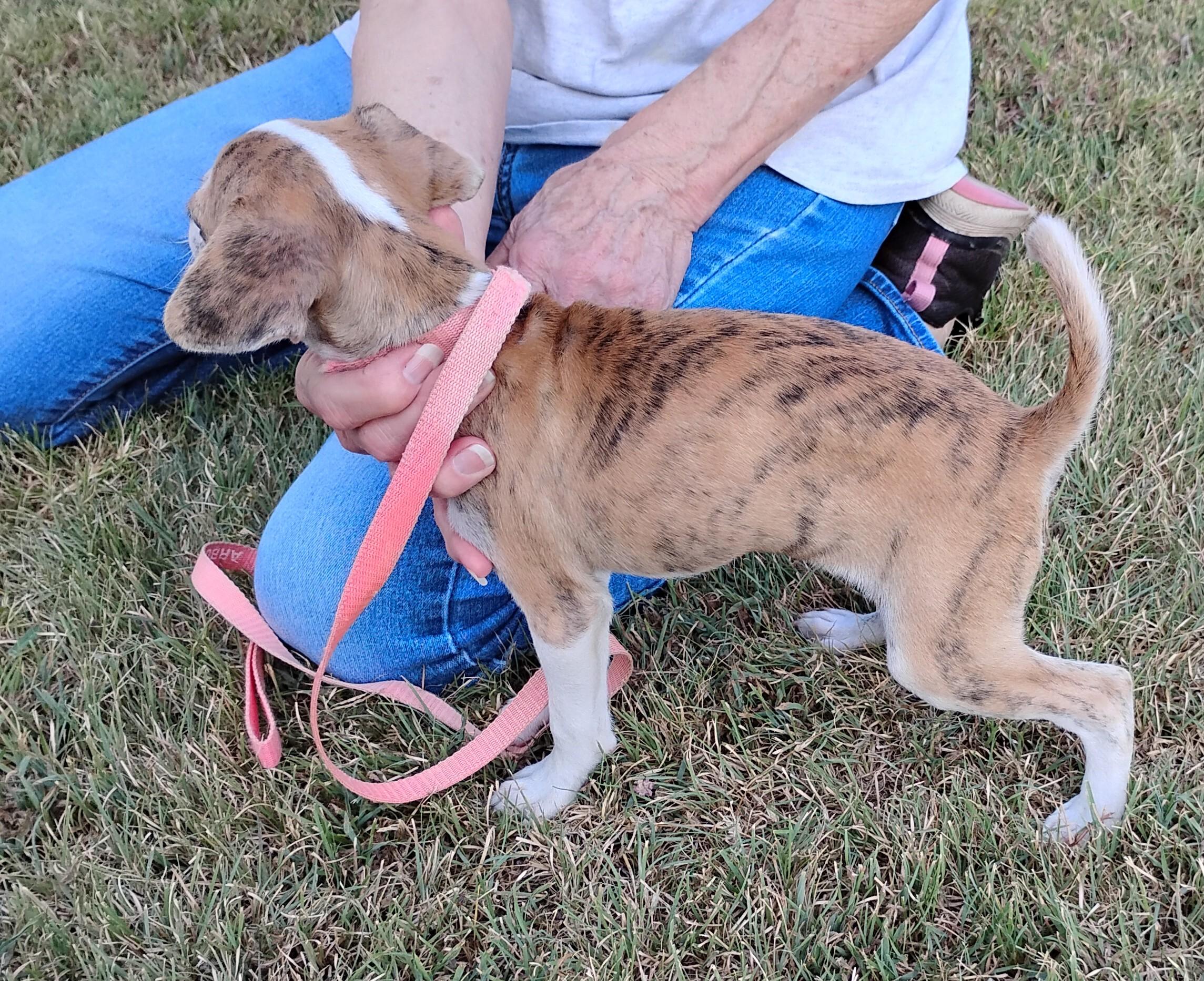 Enlarge Marble, a ADOPTABLE mixed breed in Sulphur, OK image 5/6
