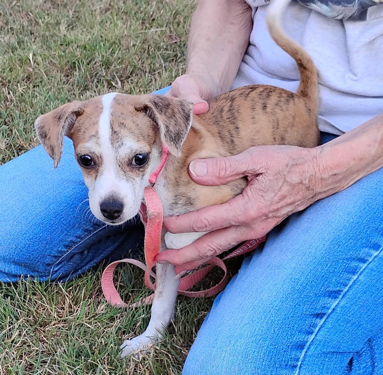 Enlarge Marble, a ADOPTABLE mixed breed in Sulphur, OK image 2/6