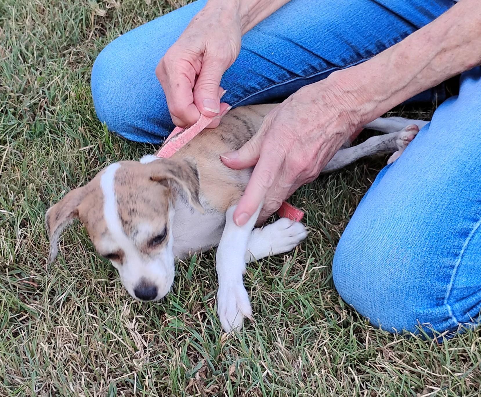 Enlarge Marble, a ADOPTABLE mixed breed in Sulphur, OK image 6/6