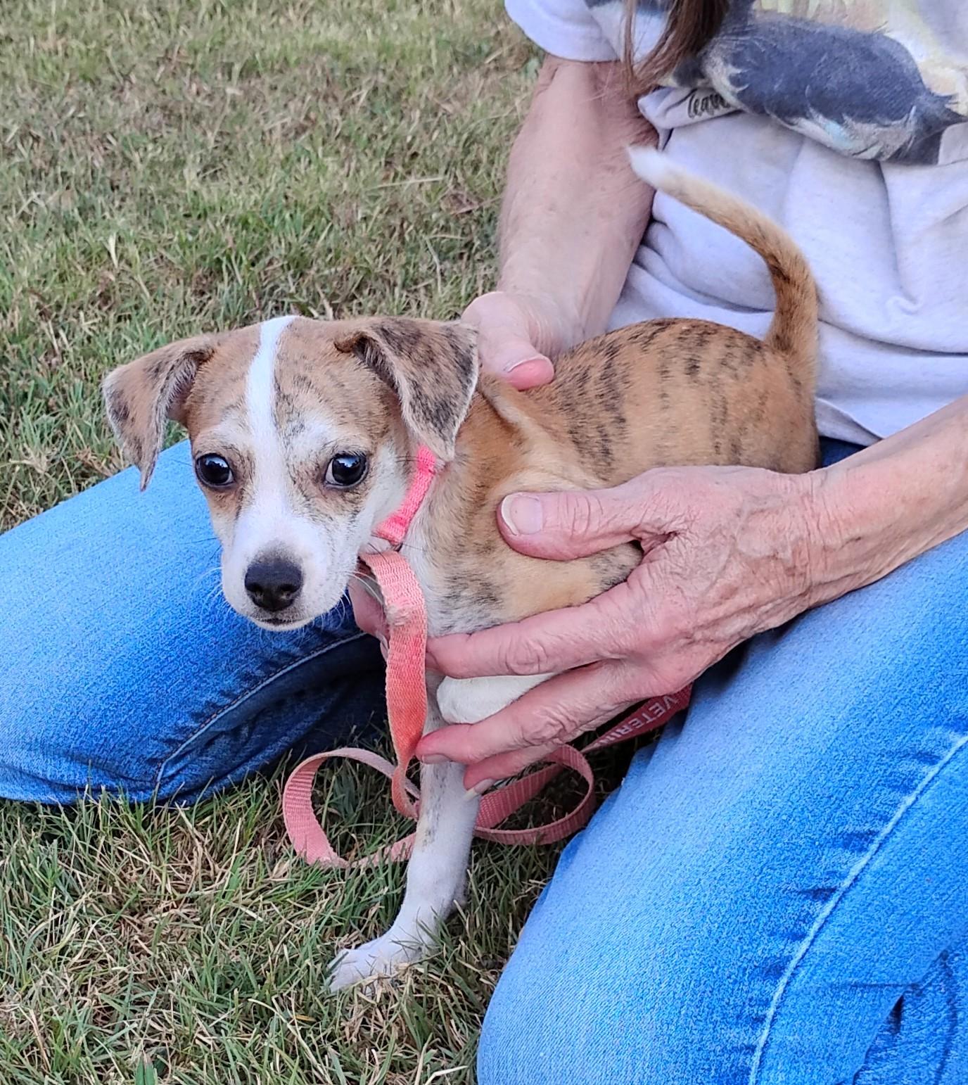 Enlarge Marble, a ADOPTABLE mixed breed in Sulphur, OK image 4/6