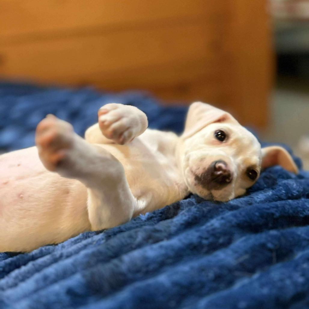 Bo, Adoptable, Puppy Male Yellow Labrador Retriever.