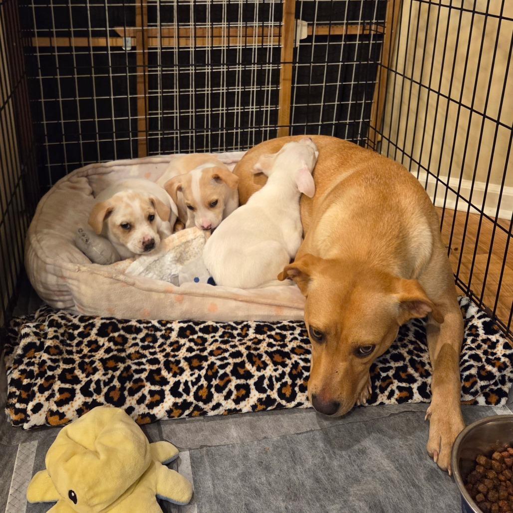 Bo, Adoptable, Puppy Male Yellow Labrador Retriever.