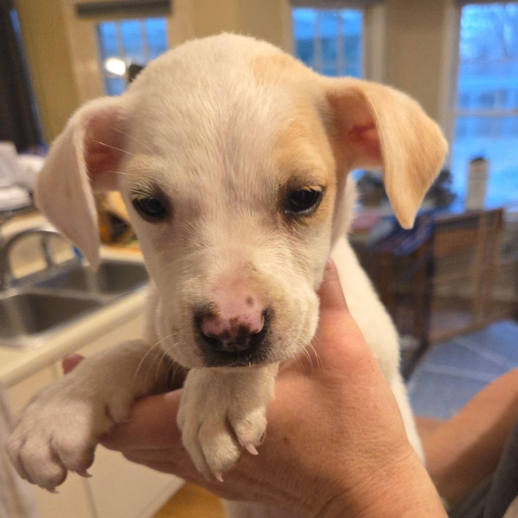 Enlarge Bo, a Adoptable Yellow Labrador Retriever in Huntsville, AL image 2/4
