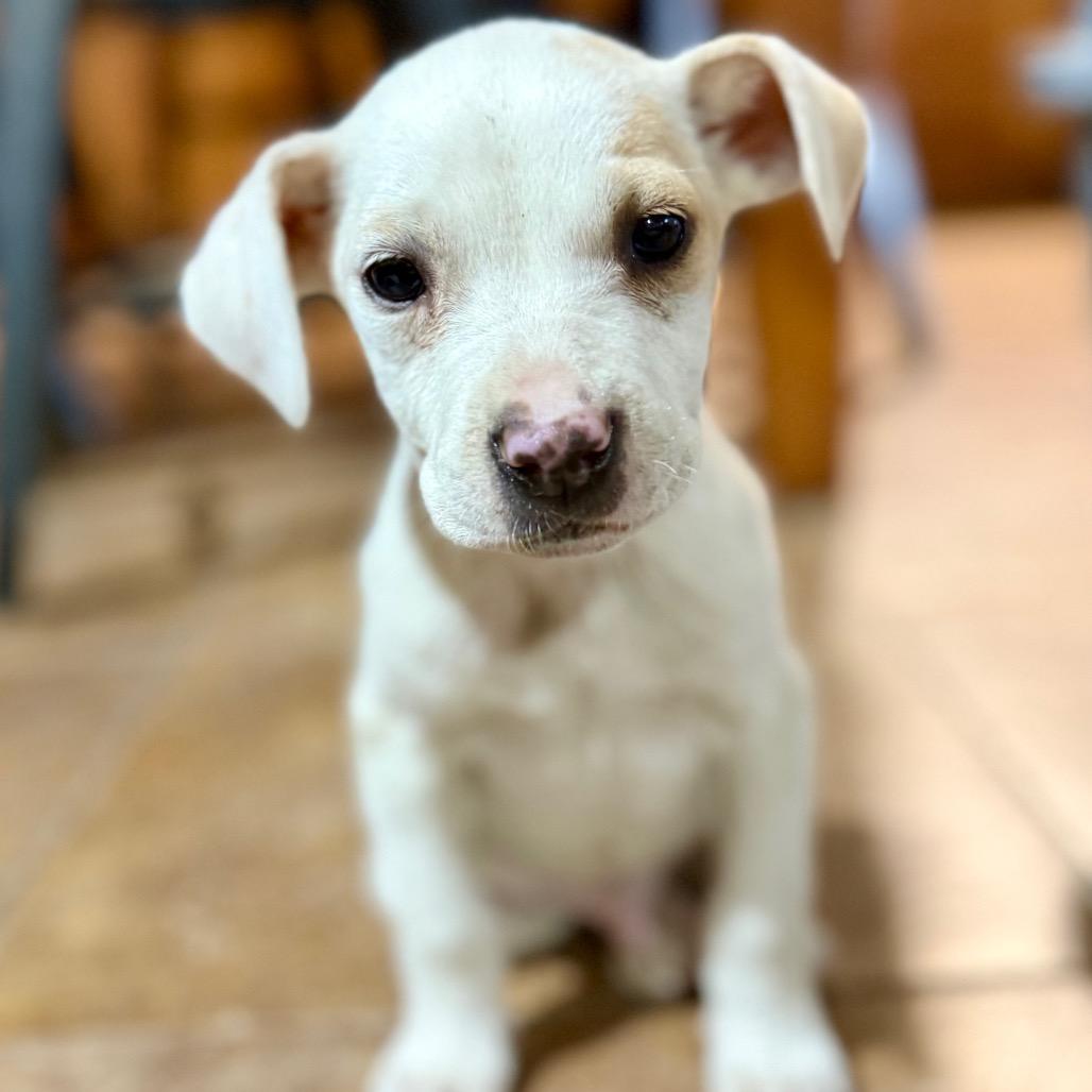 Enlarge Bo, a Adoptable Yellow Labrador Retriever in Huntsville, AL image 3/4