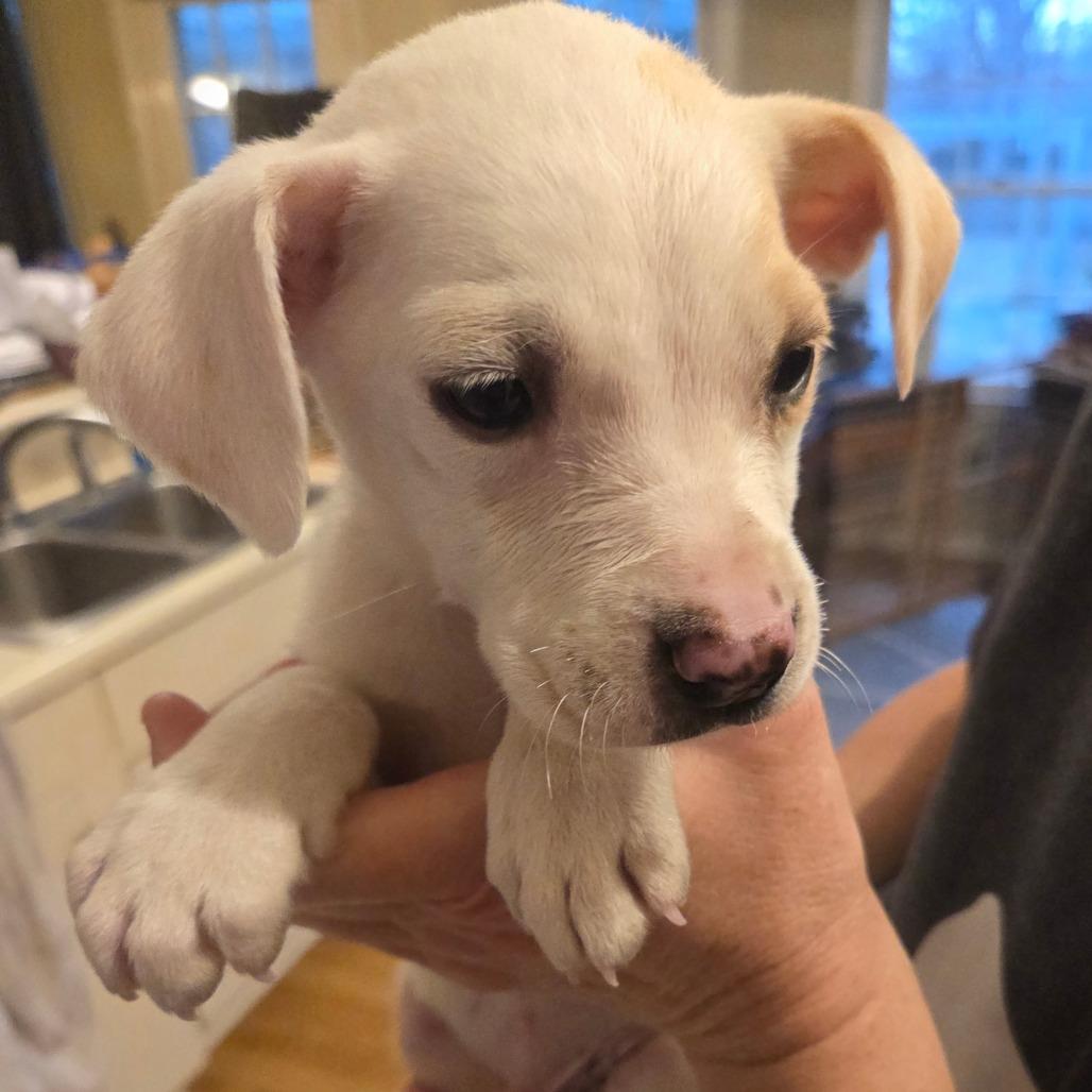 Enlarge Bo, a Adoptable Yellow Labrador Retriever in Huntsville, AL image 4/4