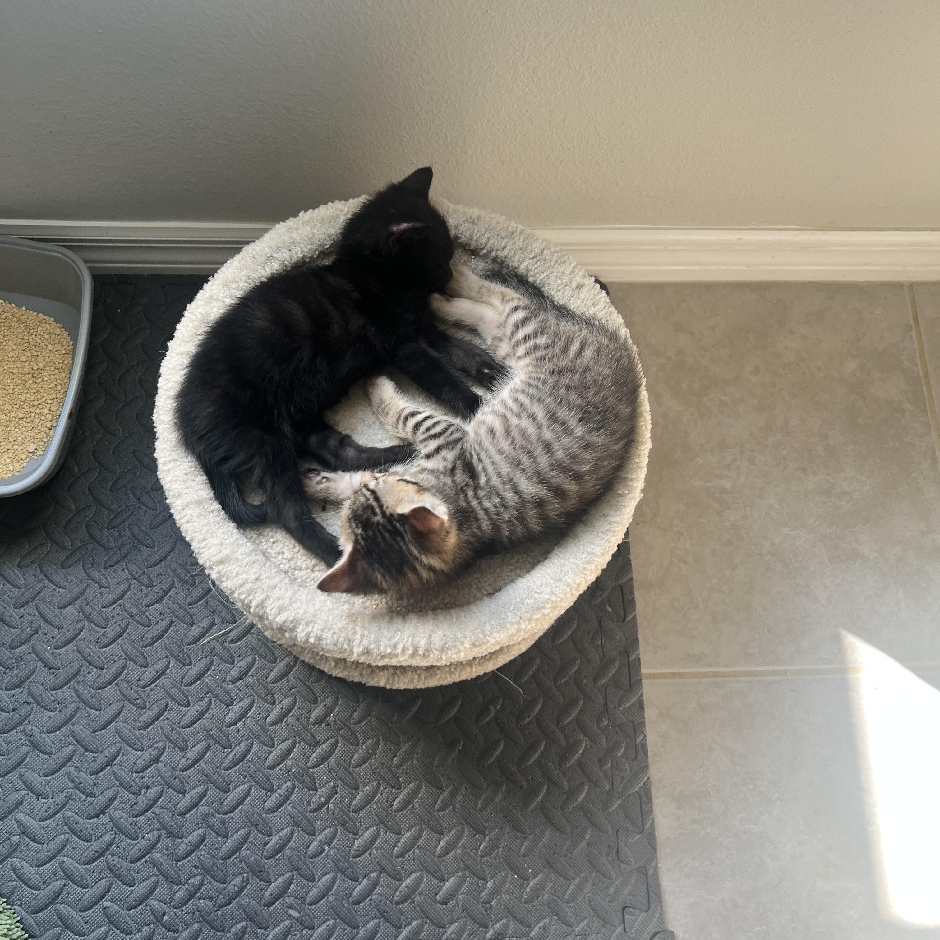 Starsky and Hutch, an adopted mixed breed in New York, NY image 2/6