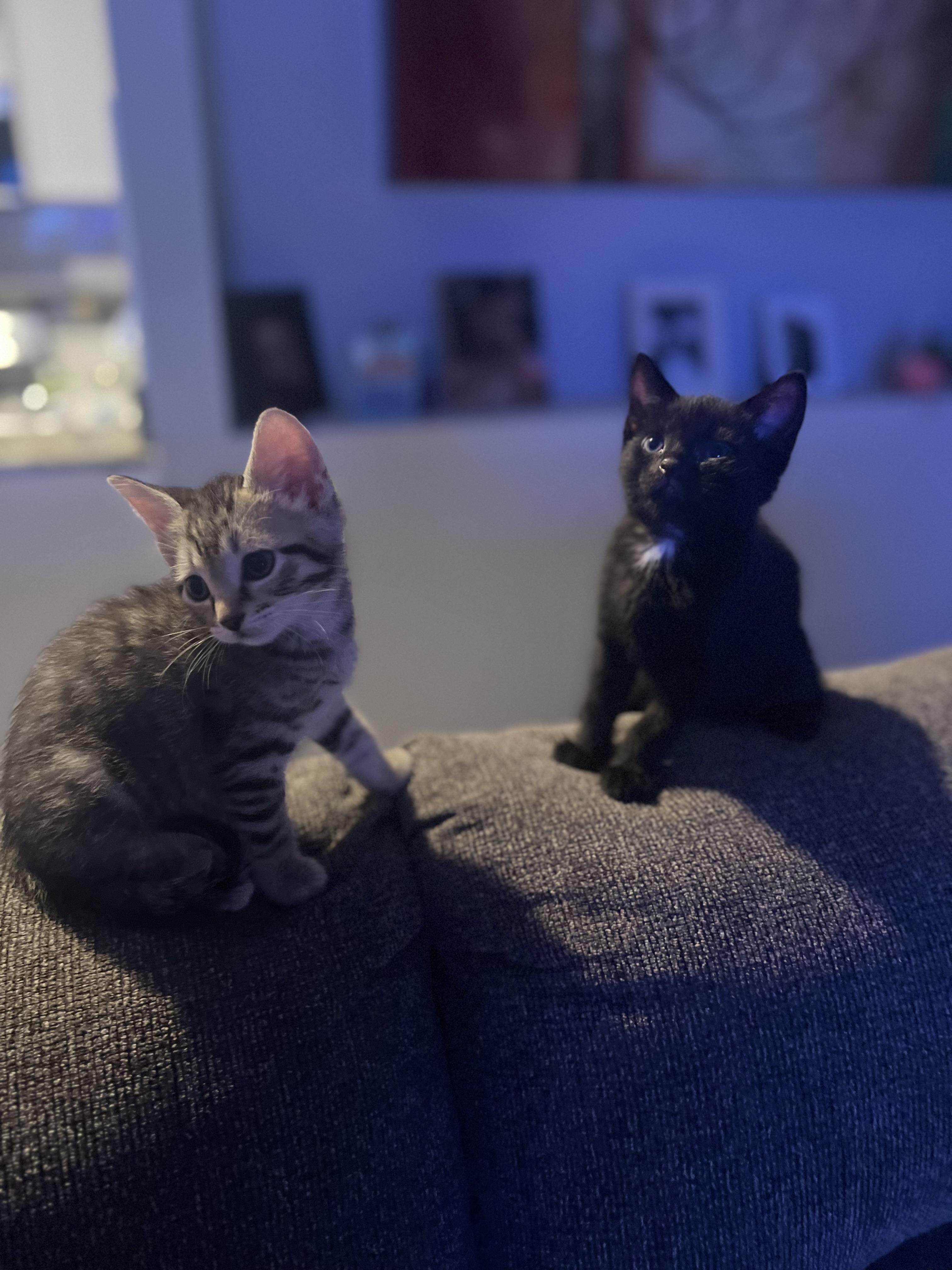 Starsky and Hutch, adopted, Kitten Male Domestic Short Hair.