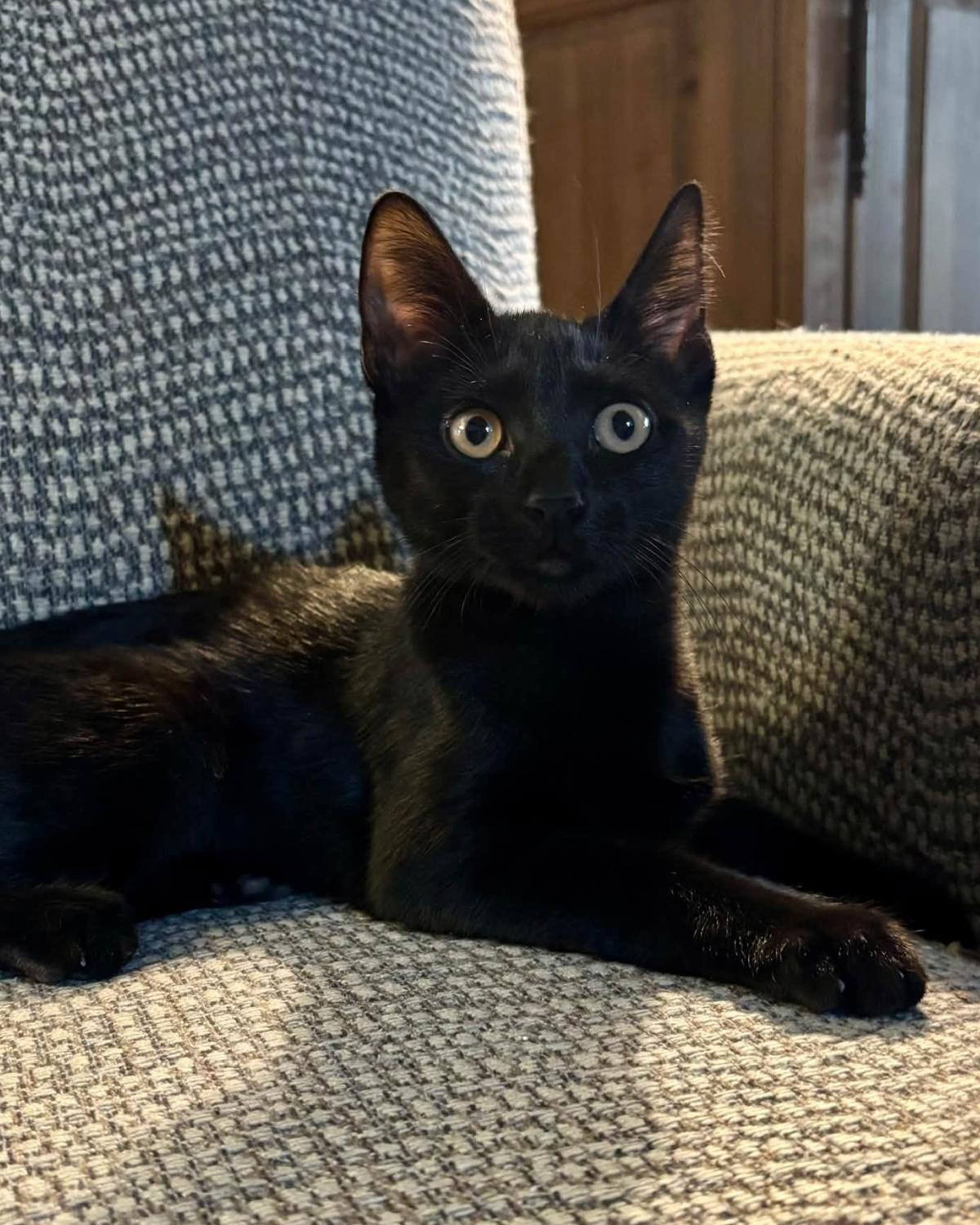 Enlarge Gretchen, a Adoptable mixed breed in Frisco, TX image 2/3