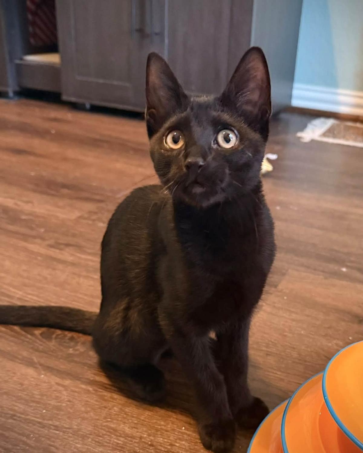 Gretchen, Adoptable, Young Female Domestic Short Hair.