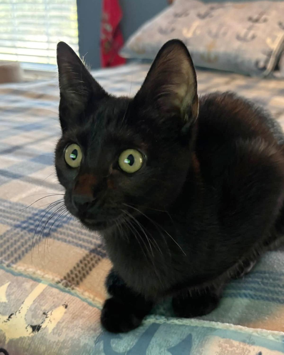 Enlarge Gretchen, a Adoptable mixed breed in Frisco, TX image 3/3