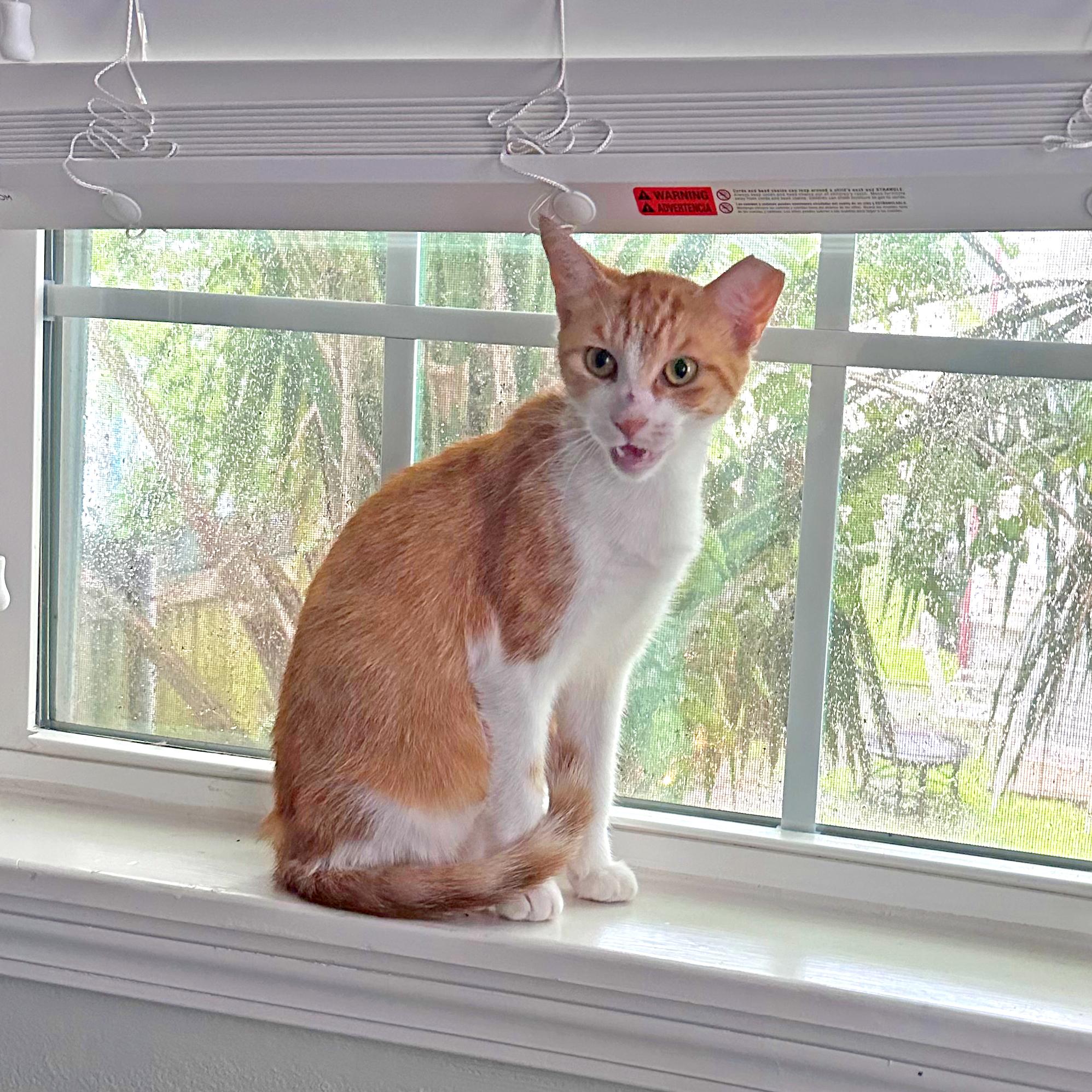 Marmelade, a Adopted mixed breed in New Orleans, LA image 1/4