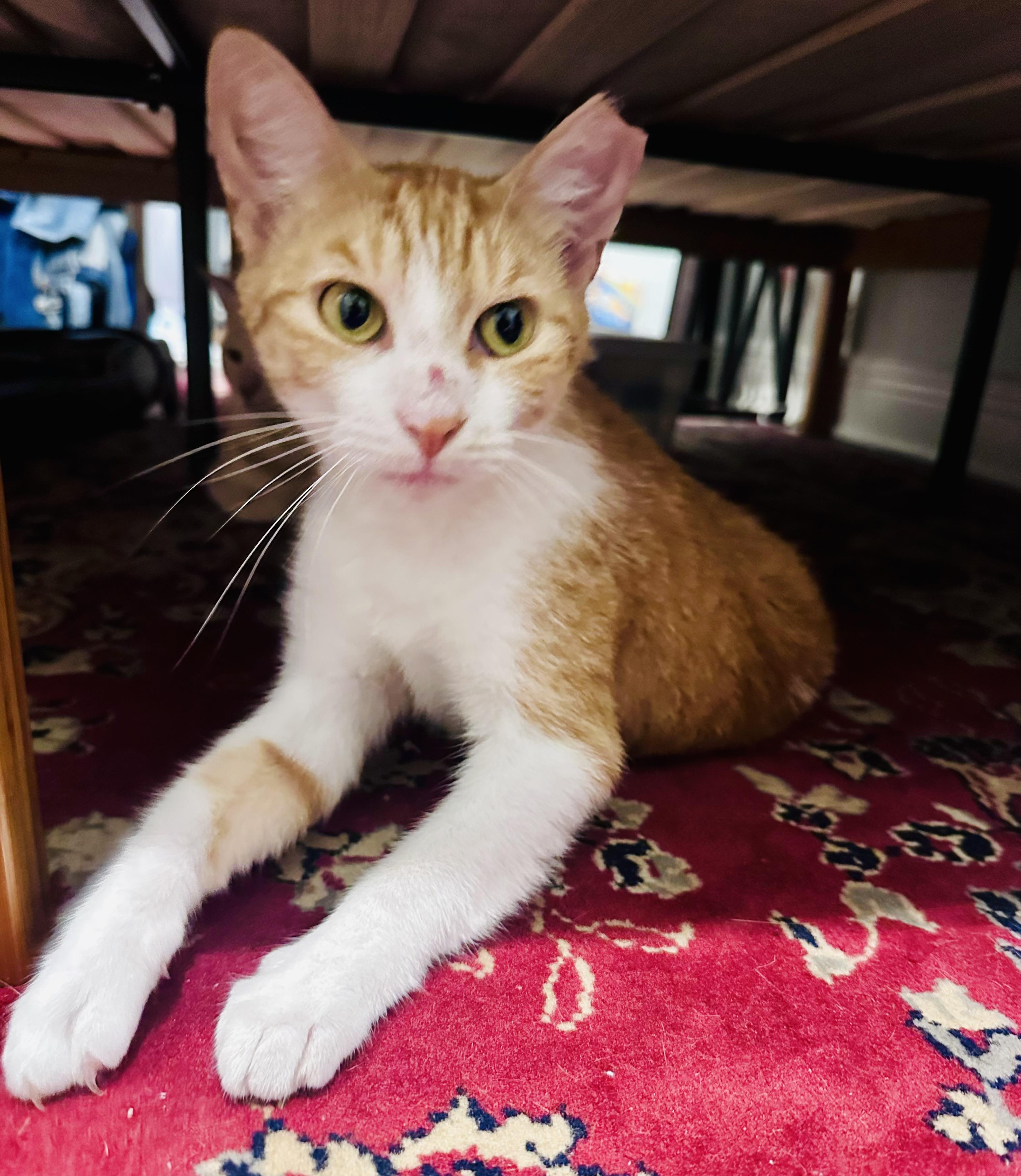 Marmelade, a Adopted mixed breed in New Orleans, LA image 2/4