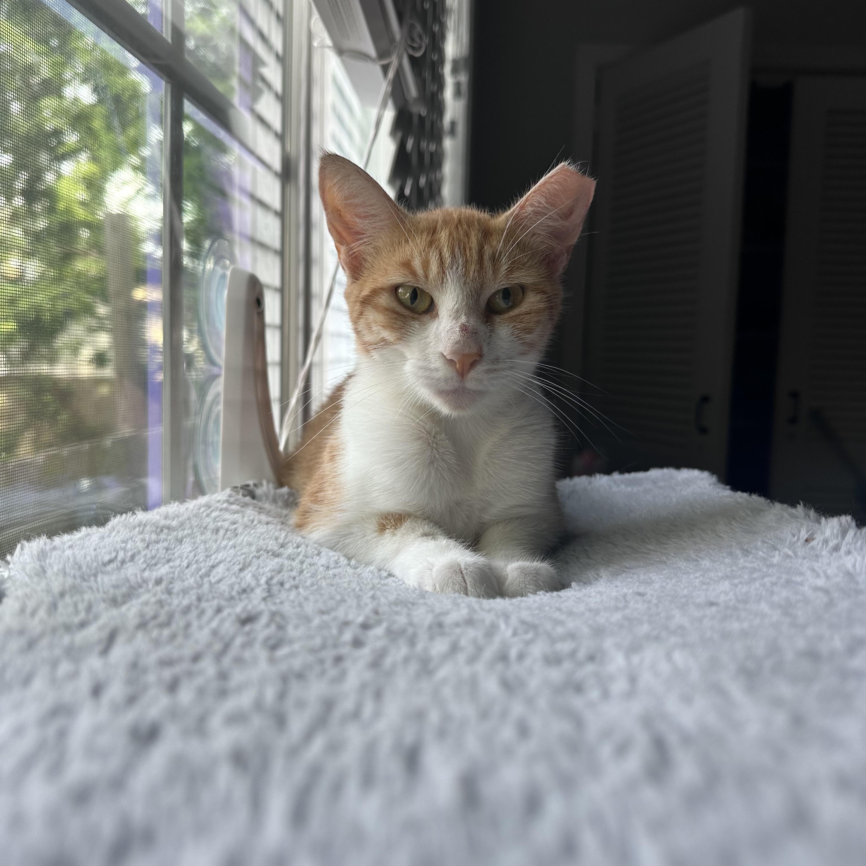 Marmelade, a Adopted mixed breed in New Orleans, LA image 3/4