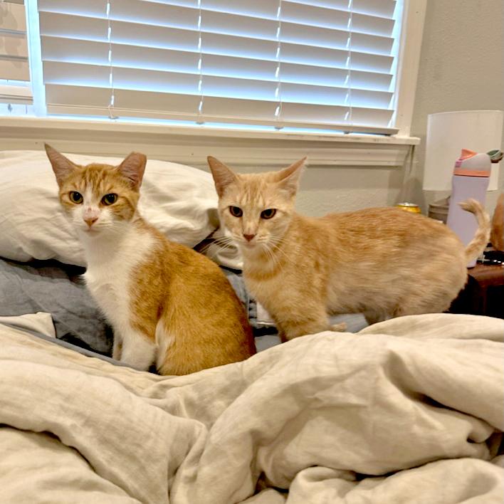 Marmelade, a Adopted mixed breed in New Orleans, LA image 4/4