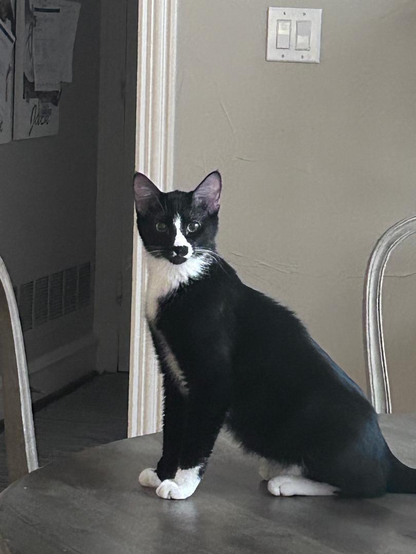 M&M, a Adoptable Domestic Short Hair in Frisco, TX image 1/3