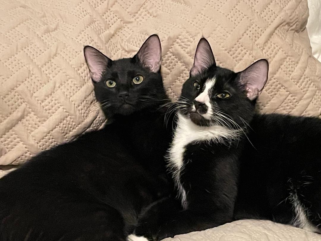 M&M, a Adoptable Domestic Short Hair in Frisco, TX image 2/3