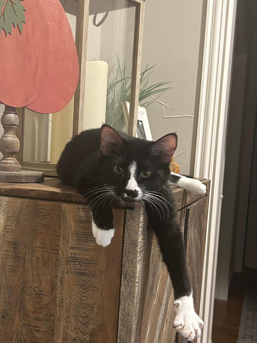 M&M, Adoptable, Young Male Domestic Short Hair.