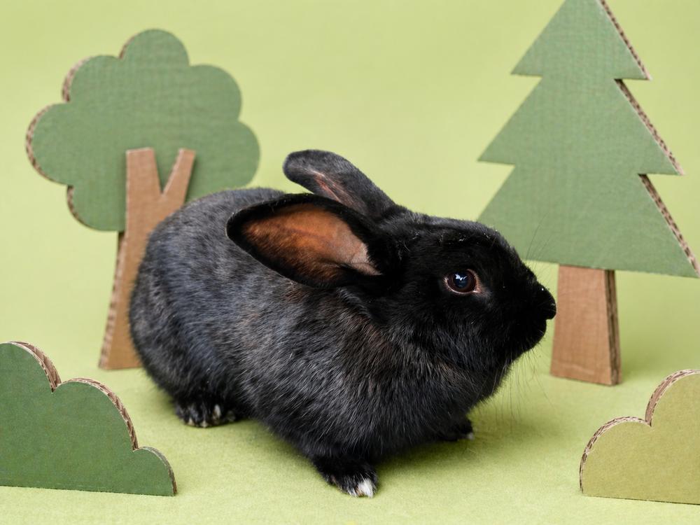 Persephone, a Adoptable Havana in Melbourne, FL image 1/6