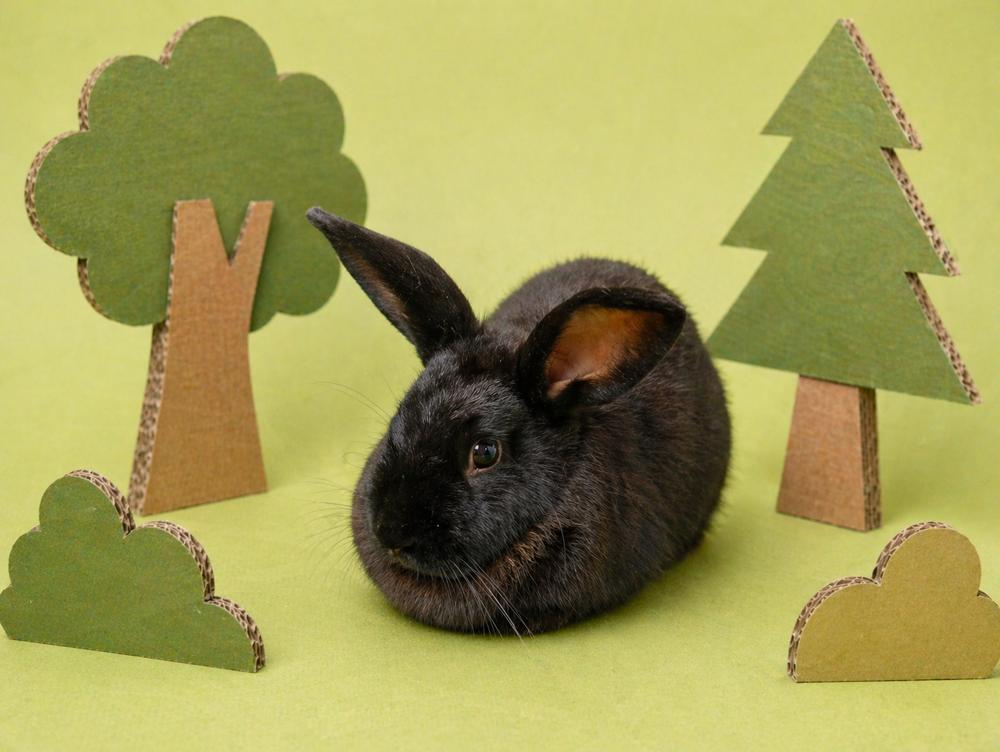 Persephone, a Adoptable Havana in Melbourne, FL image 2/6