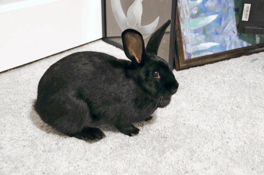 Persephone, a Adoptable Havana in Melbourne, FL image 3/6