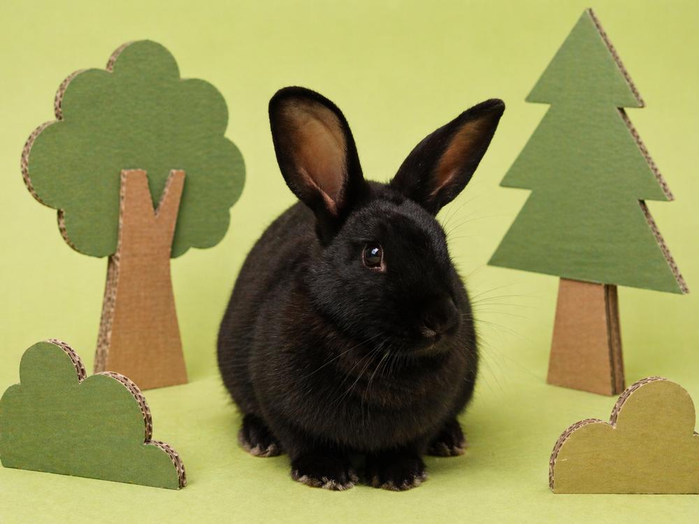 Persephone, a Adoptable Havana in Melbourne, FL image 4/6