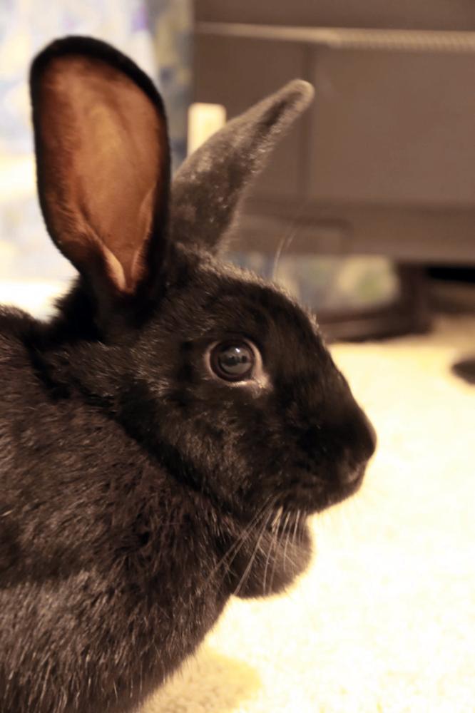 Persephone, a Adoptable Havana in Melbourne, FL image 5/6