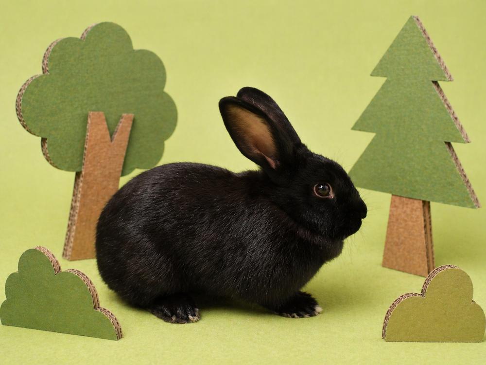 Persephone, a Adoptable Havana in Melbourne, FL image 6/6